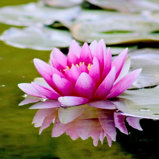 Lotus Çiçeği Anlamı